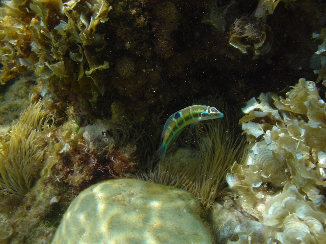  Marine Protected Area 